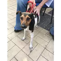 Foto dell\'animale cane - Matr. 2019/2109 - Microchip 380260043872659