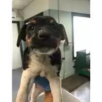 Foto dell\'animale cane - Matr. 2019/2112 - Microchip 380260043873310