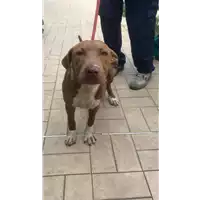 Foto dell\'animale cane - Matr. 2019/2114 - Microchip 380260043869550