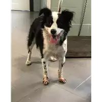 Foto dell\'animale cane - Matr. 2019/2115 - Microchip 380260043872999