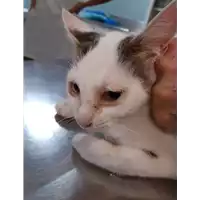 Foto dell\'animale gatto - Matr. 2019/2119 - Microchip 380260043717536