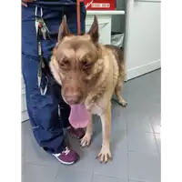 Foto dell\'animale cane - Matr. 2019/2117 - Microchip 380260043870232