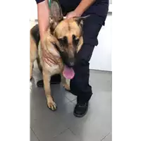 Foto dell\'animale cane - Matr. 2019/2116 - Microchip 380260043869741