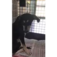 Foto dell\'animale cane - Matr. 2019/1489 - Microchip 380260043853003