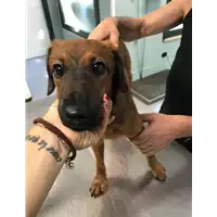 Foto dell\'animale cane - Matr. 2019/1590 - Microchip 380260043634024