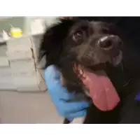 Foto dell\'animale cane - Matr. 2019/2121 - Microchip 380260000184467