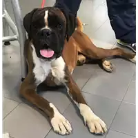 Foto dell\'animale cane - Matr. 2019/2125 - Microchip 380260002893630