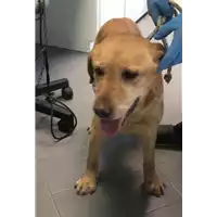 Foto dell\'animale cane - Matr. 2019/2123 - Microchip 380260002241826