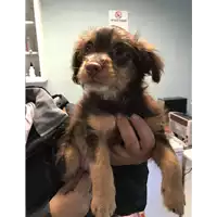 Foto dell\'animale cane - Matr. 2019/2132 - Microchip 380260043873319