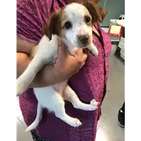 Foto dell\'animale cane - Matr. 2019/2131 - Microchip 380260043873079
