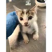 Foto dell\'animale gatto - Matr. 2019/2129 - Microchip 380260043717635