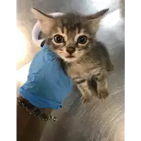Foto dell\'animale gatto - Matr. 2019/2128 - Microchip 380260043872538