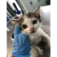 Foto dell\'animale gatto - Matr. 2019/2126 - Microchip 380260043873040