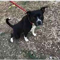 Foto dell\'animale cane - Matr. 2019/2135 - Microchip 380260043872786