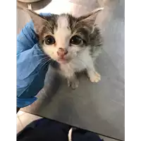 Foto dell\'animale gatto - Matr. 2019/2127 - Microchip 380260043872777