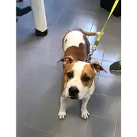 Foto dell\'animale cane - Matr. 2019/0976 - Microchip 380260043686750