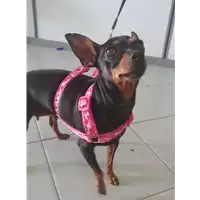 Foto dell\'animale cane - Matr. 2019/2137 - Microchip 380260042741691