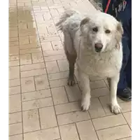 Foto dell\'animale cane - Matr. 2016/0384 - Microchip 380260002378819
