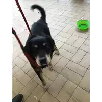 Foto dell\'animale cane - Matr. 2019/2013 - Microchip 380260043872950