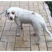 Foto dell\'animale cane - Matr. 2019/2138 - Microchip 380260043869806