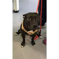 cane - Matr. 2019/2139 - Microchip 380260043872801