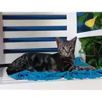 Foto dell\'animale gatto - Matr. 2019/2140 - Microchip 380260043873018