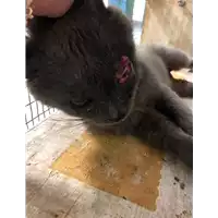 gatto - Matr. 2019/2142 - Microchip 380260043873162