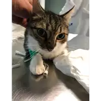 gatto - Matr. 2019/2143 - Microchip 380260043872975