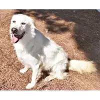 Foto dell\'animale cane - Matr. 2016/0927 - Microchip 380260042531492