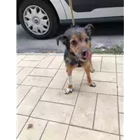 Foto dell\'animale cane - Matr. 2019/2144 - Microchip 380260043869595