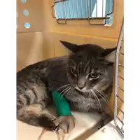 Foto dell\'animale gatto - Matr. 2019/2147 - Microchip 380260043635729