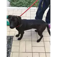Foto dell\'animale cane - Matr. 2019/2158 - Microchip 380260043686999