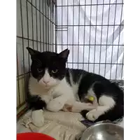 Foto dell\'animale gatto - Matr. 2019/2159 - Microchip 380260043686881