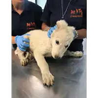 Foto dell\'animale cane - Matr. 2019/2166 - Microchip 380260043635869