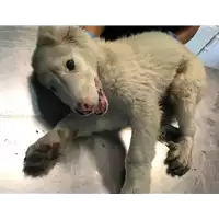 Foto dell\'animale cane - Matr. 2019/2169 - Microchip 380260043869868