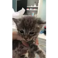 gatto - Matr. 2019/1530 - Microchip 380260043634354