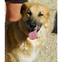 Foto dell\'animale cane - Matr. 2015/0258 - Microchip 380260042134411