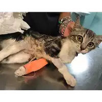 Foto dell\'animale gatto - Matr. 2019/2170 - Microchip 380260043717617