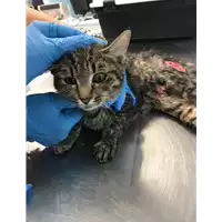 Foto dell\'animale gatto - Matr. 2019/2172 - Microchip 380260043872699
