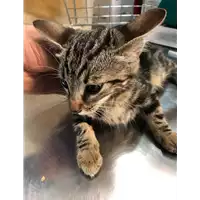 Foto dell\'animale gatto - Matr. 2019/2181 - Microchip 380260043870020