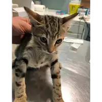 Foto dell\'animale gatto - Matr. 2019/2182 - Microchip 380260043870036
