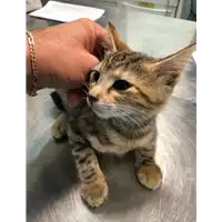 Foto dell\'animale gatto - Matr. 2019/2183 - Microchip 380260043869557