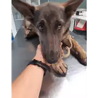 cane - Matr. 2019/2180 - Microchip 380260043873391