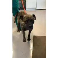 Foto dell\'animale cane - Matr. 2019/2184 - Microchip 380260002193302