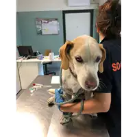 Foto dell\'animale cane - Matr. 2019/2186 - Microchip 380260000099738