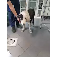 Foto dell\'animale cane - Matr. 2019/2189 - Microchip 380260043718081