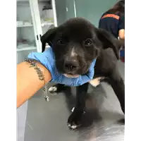 Foto dell\'animale cane - Matr. 2019/2190 - Microchip 380260043717844