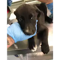Foto dell\'animale cane - Matr. 2019/2191 - Microchip 380260043869915