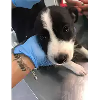 Foto dell\'animale cane - Matr. 2019/2192 - Microchip 380260043872918