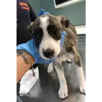 Foto dell\'animale cane - Matr. 2019/2193 - Microchip 380260043872903